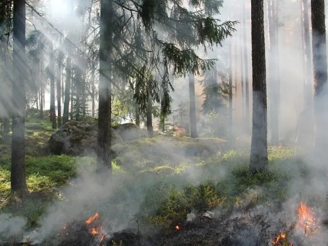 Proroga Rischio incendi boschivi: fino al 21 settembre divieto di abbruciamento su tutto il territorio regionale 