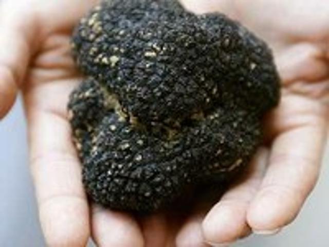 Tesserino per la cerca e la raccolta dei tartufi 