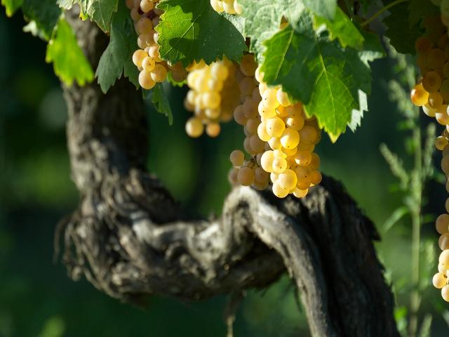 vigne-vernaccia